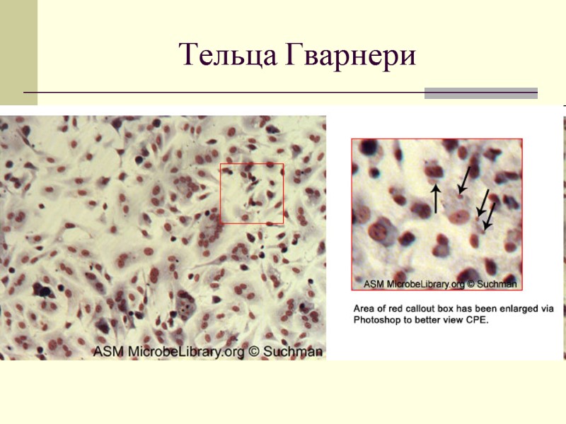 Тельца Гварнери